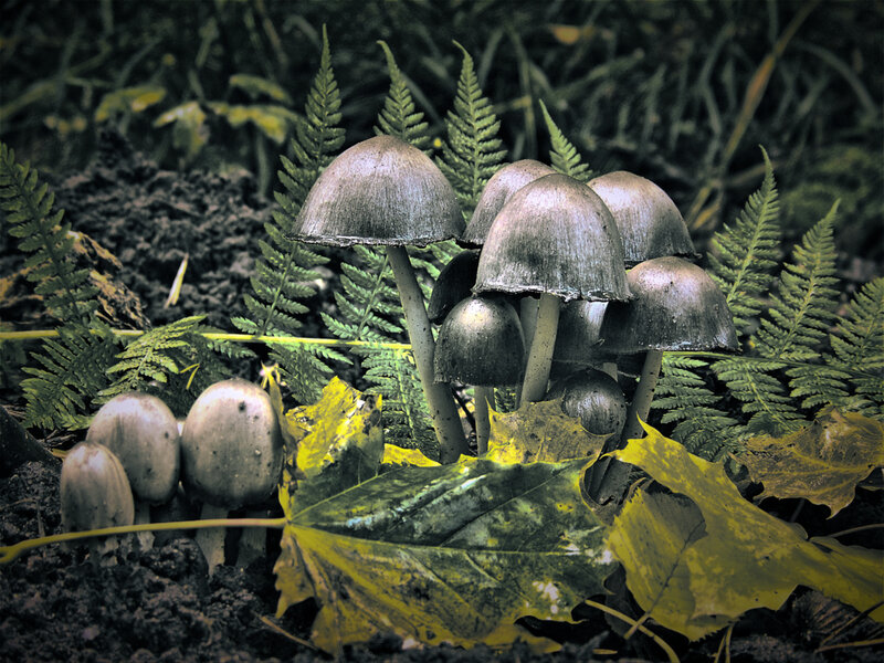 mushrooms among ferns and leaves