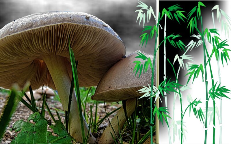 Mushrooms and Bamboo