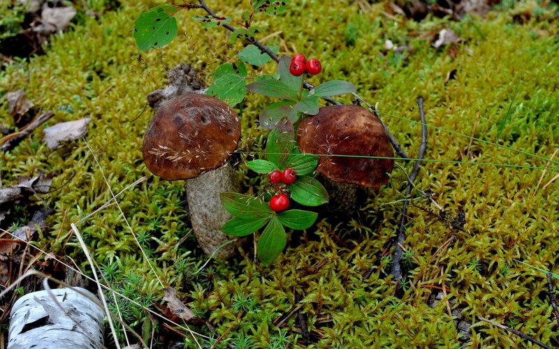 Mushrooms and berries in moss