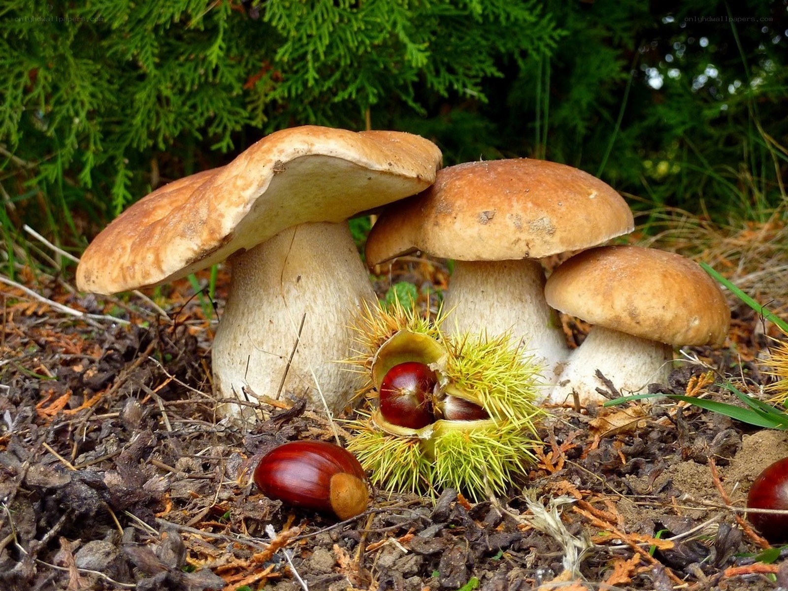 mushrooms and chestnuts in forest