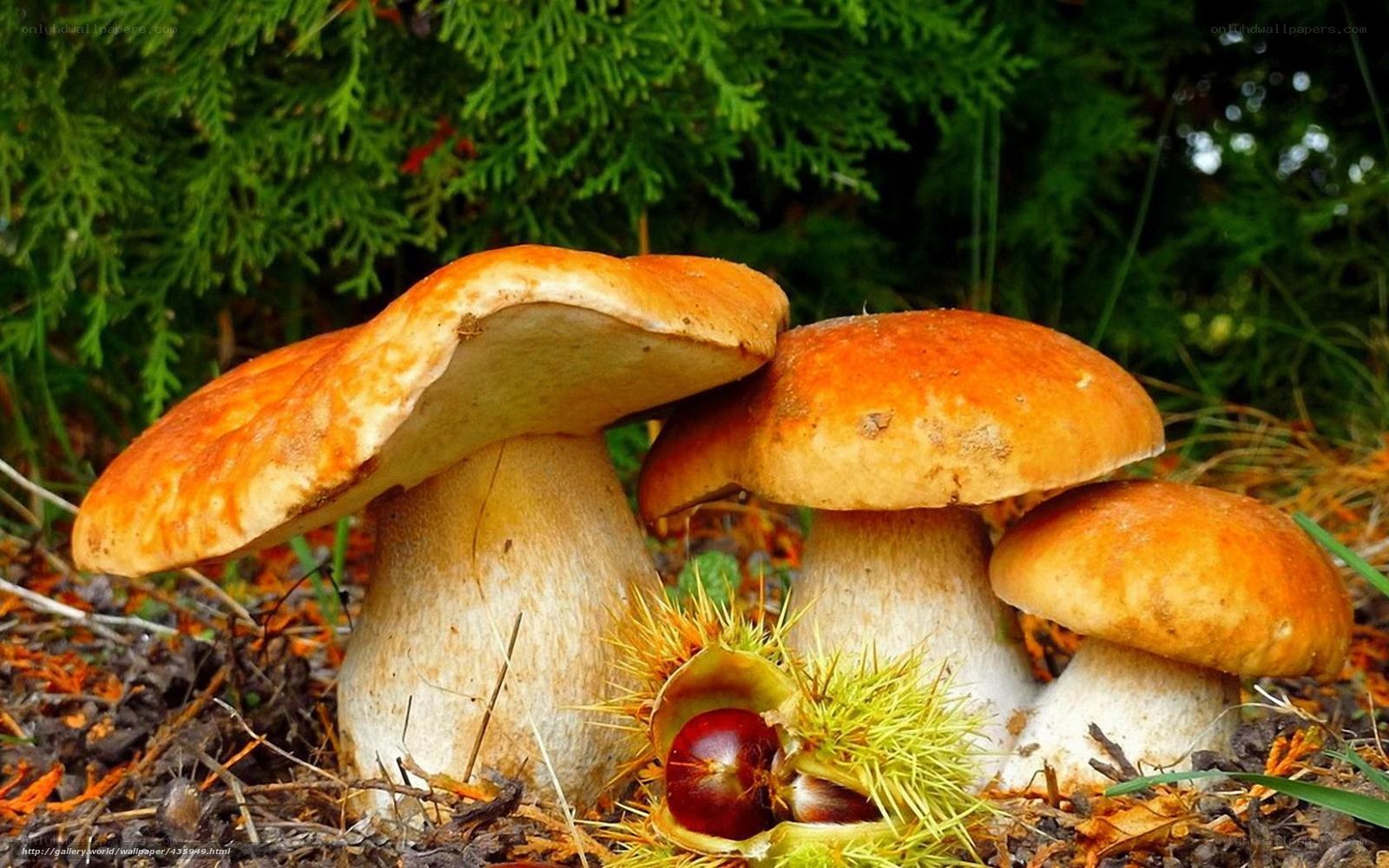 Mushrooms and chestnuts in forest