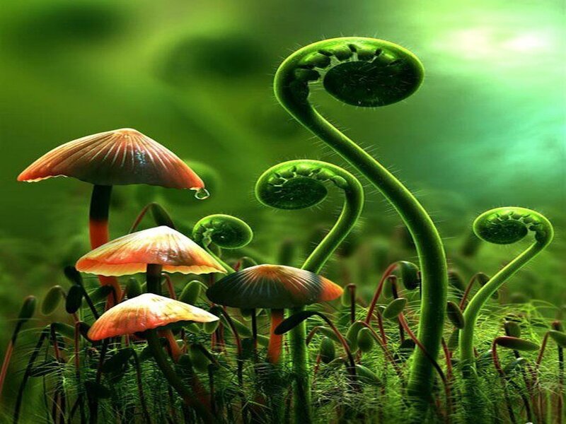 Mushrooms and Ferns