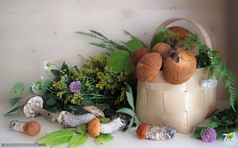 Mushrooms and wildflowers in basket