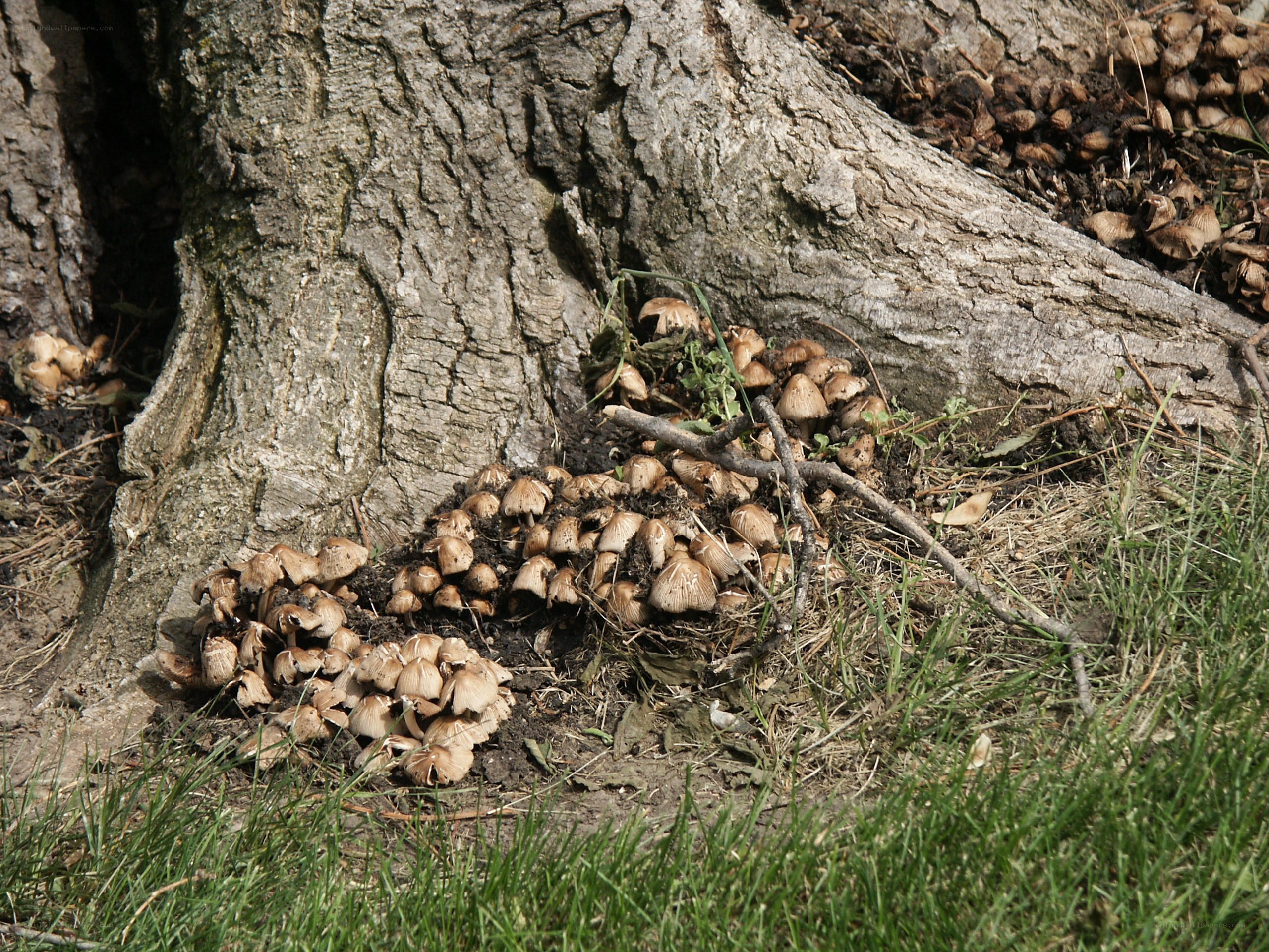 mushrooms growing at tree base
