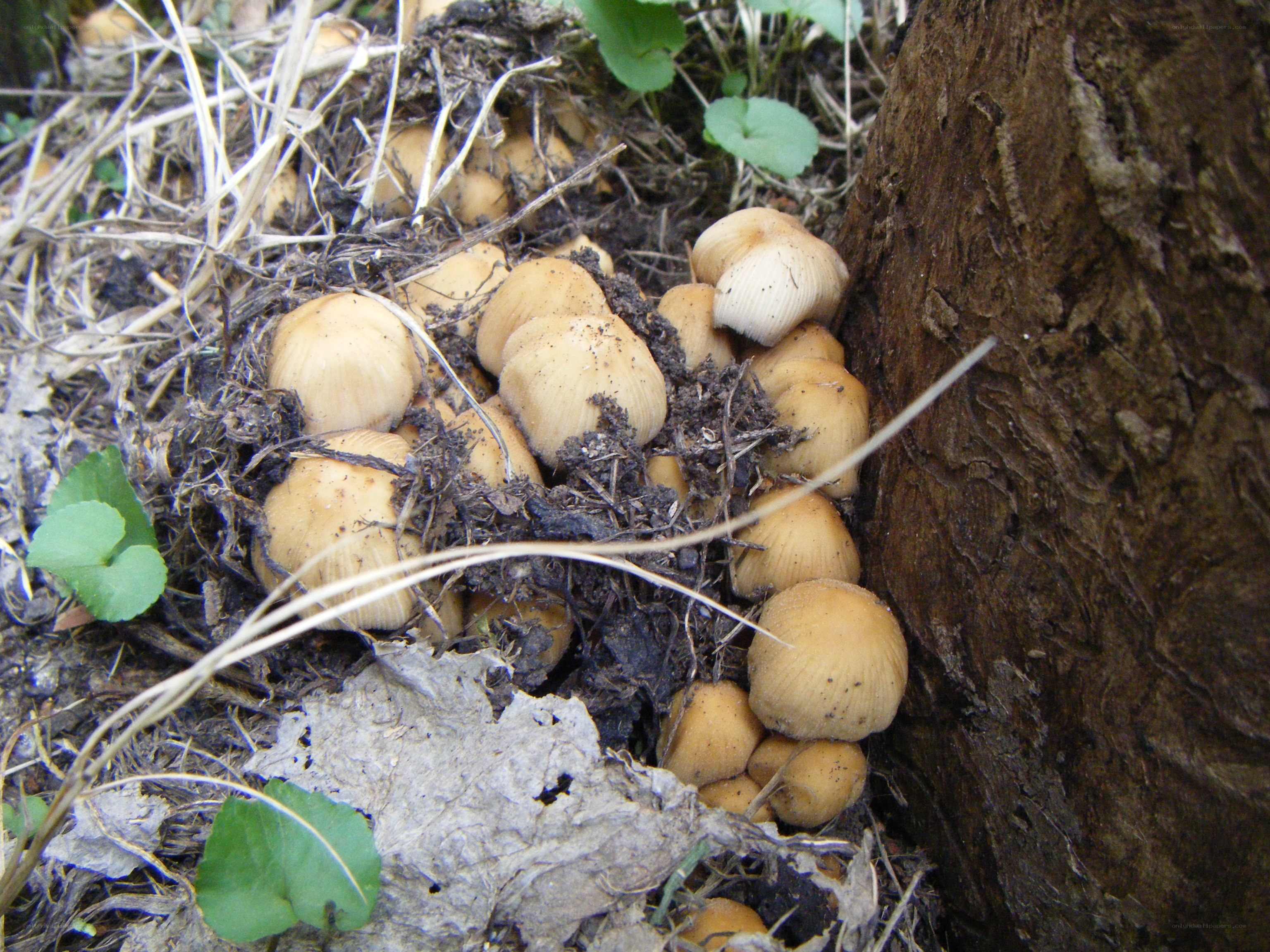 mushrooms growing by a tree