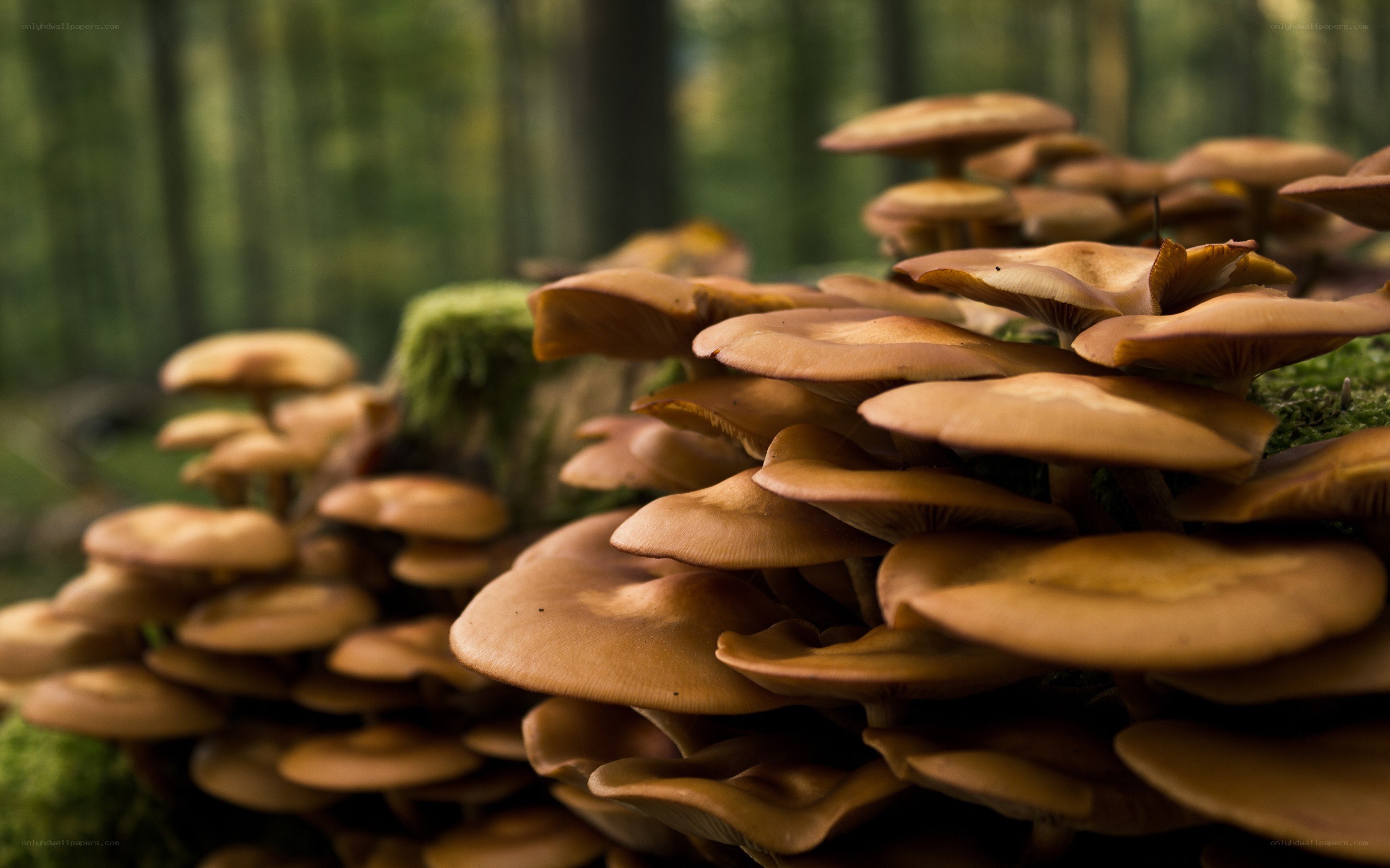 Mushrooms growing in a forest