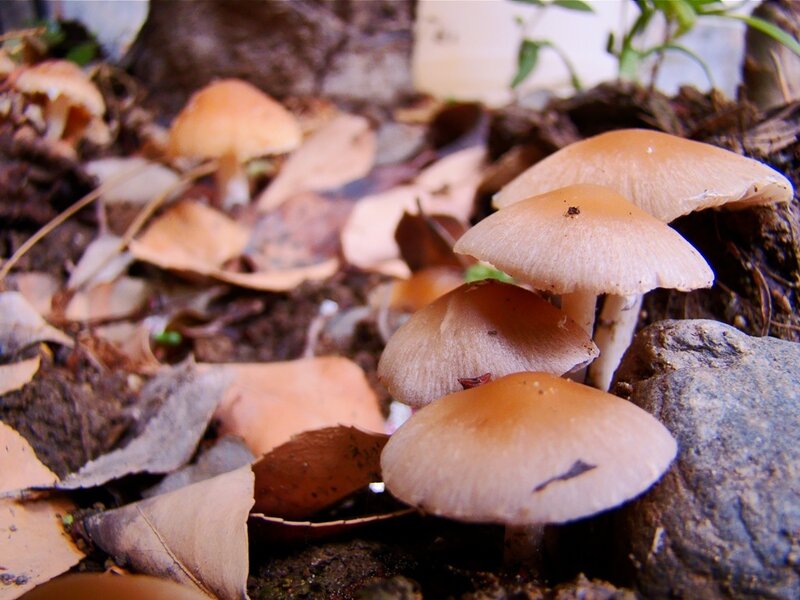 Mushrooms growing in forest litter