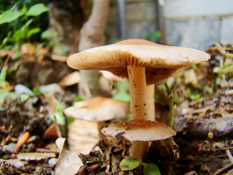 Mushrooms growing in forest soil