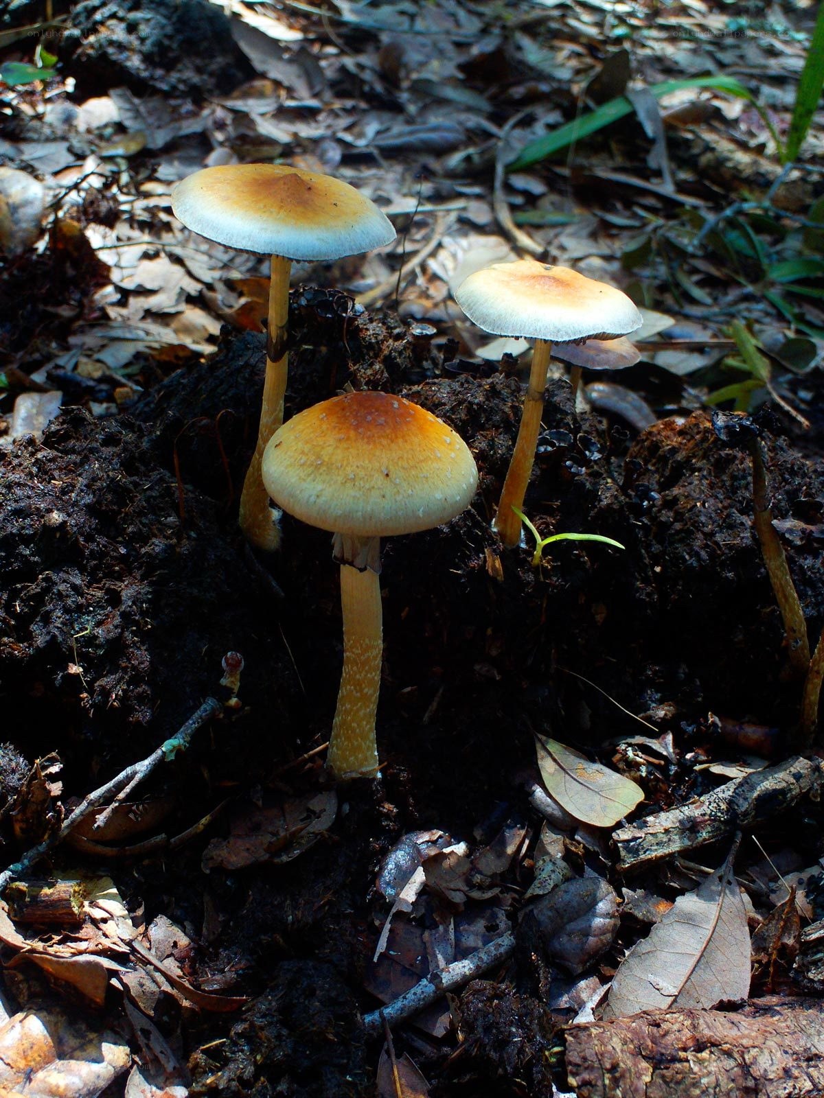 Mushrooms growing in forest soil