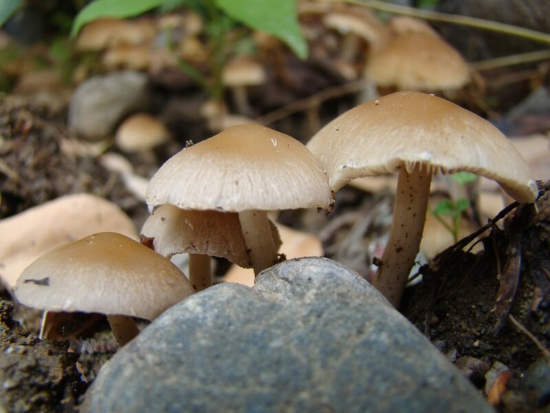 mushrooms growing in forest
