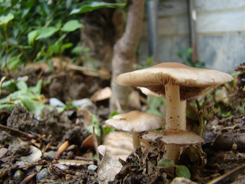 Mushrooms growing in garden soil