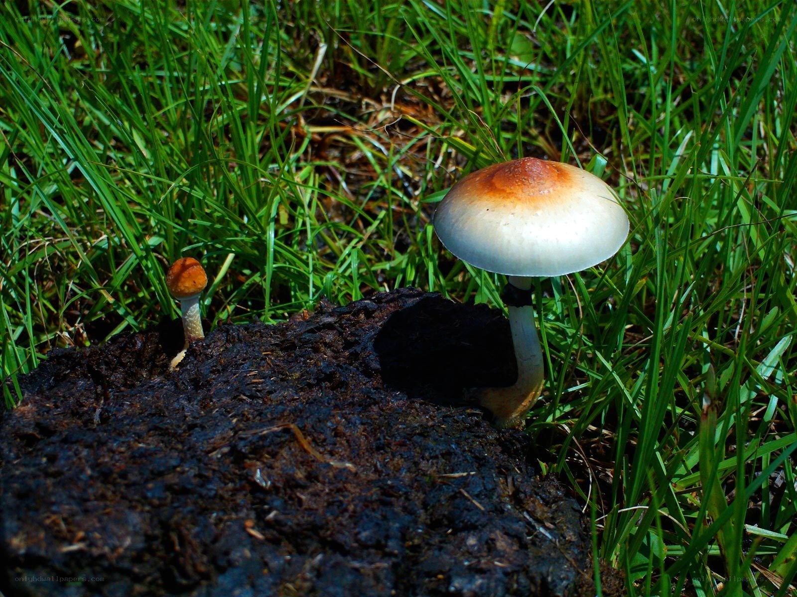 Mushrooms growing in grass
