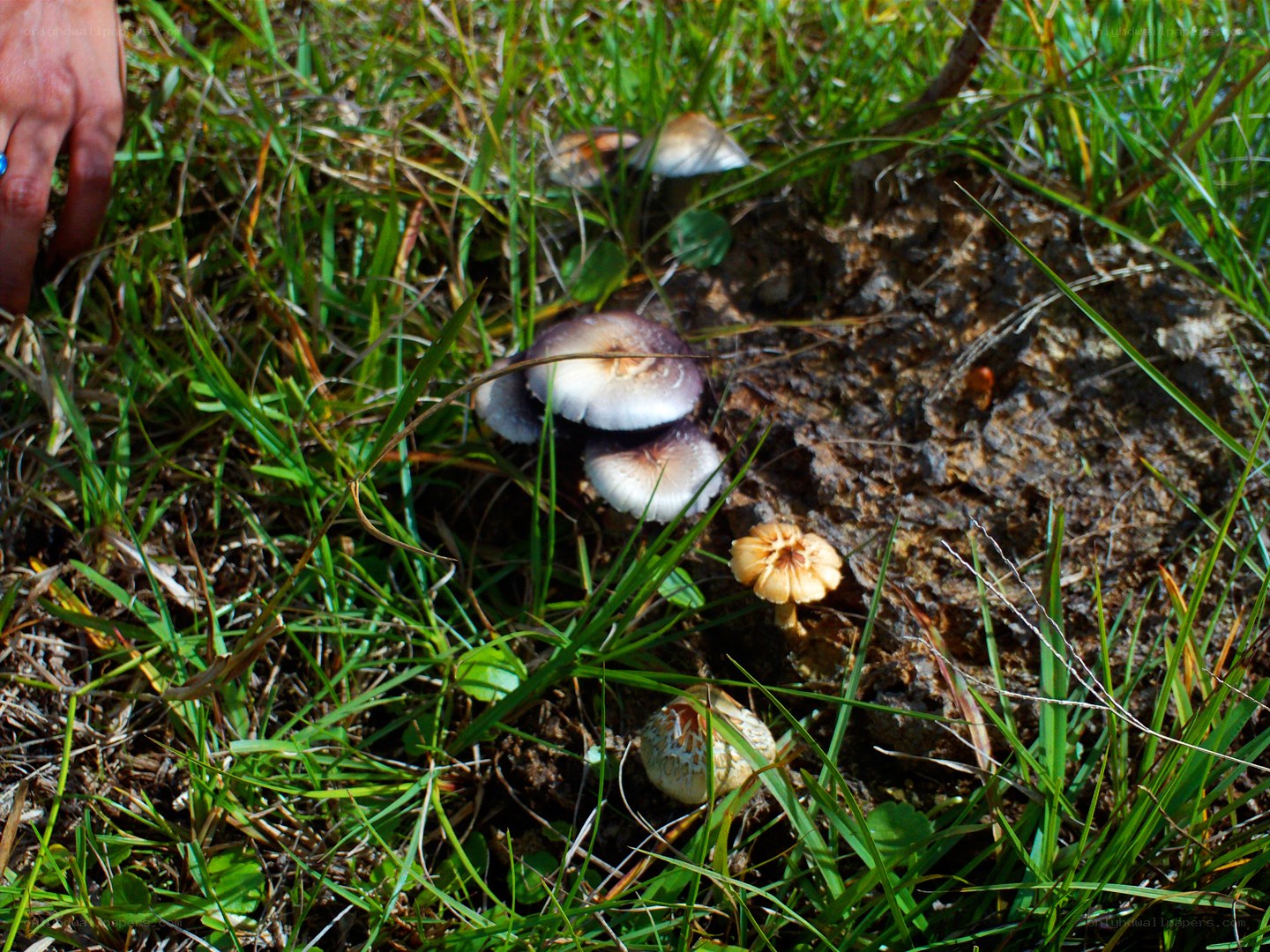 Mushrooms growing in grass
