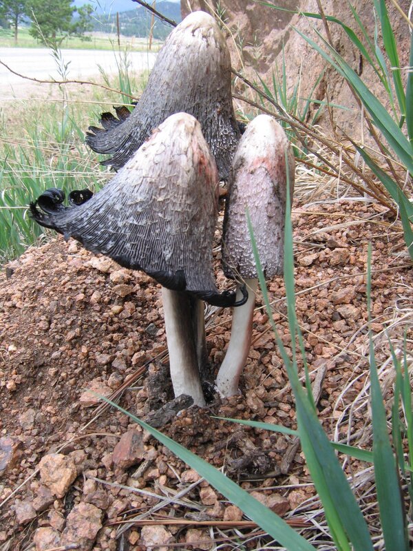 mushrooms growing in gravel