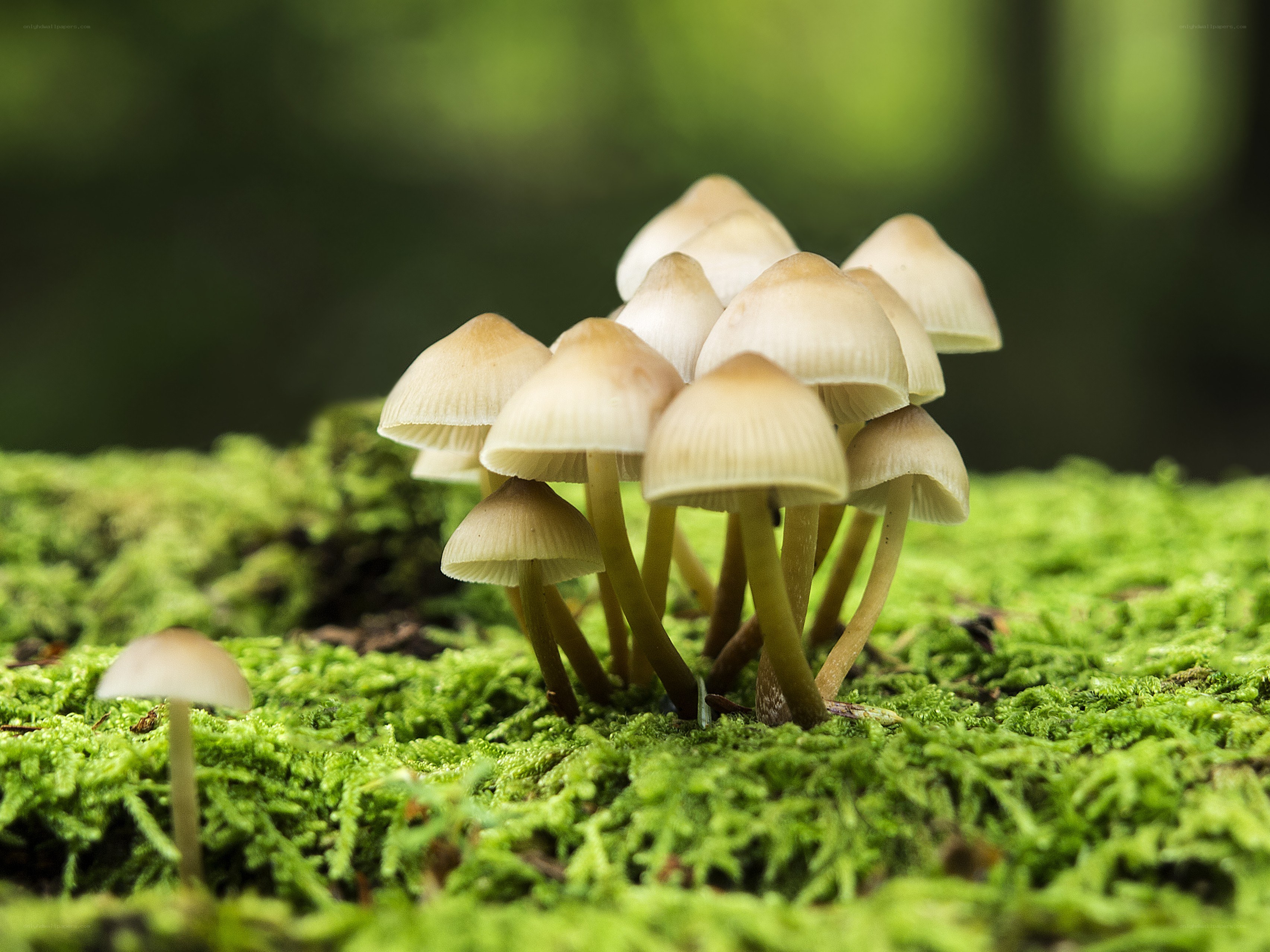 mushrooms growing in moss