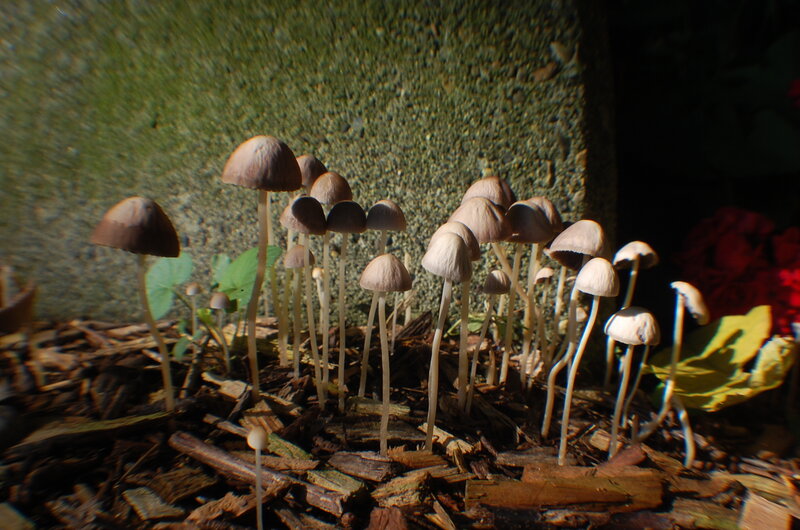 Mushrooms growing in mulch