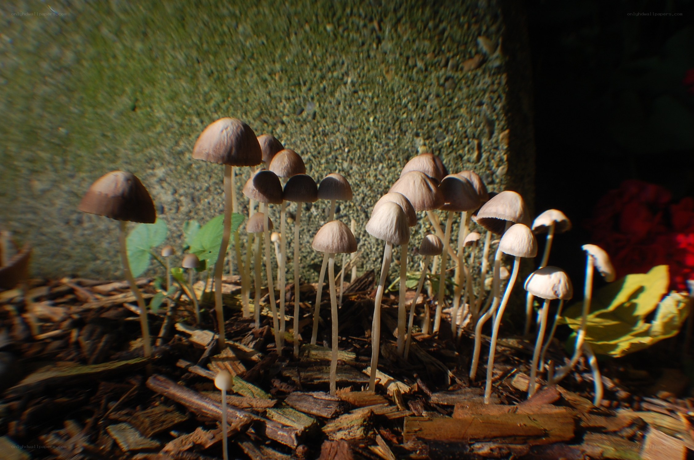 Mushrooms growing in mulch