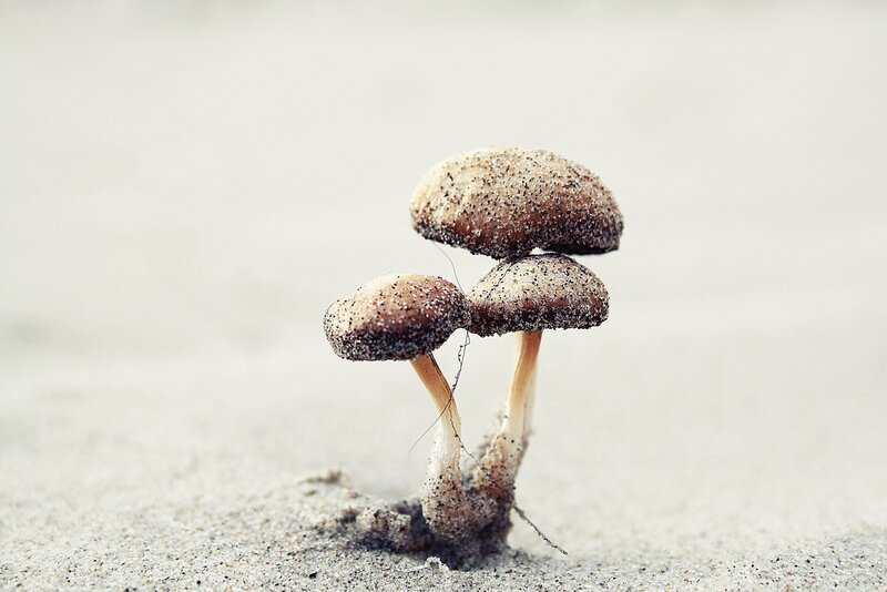 mushrooms growing in sand