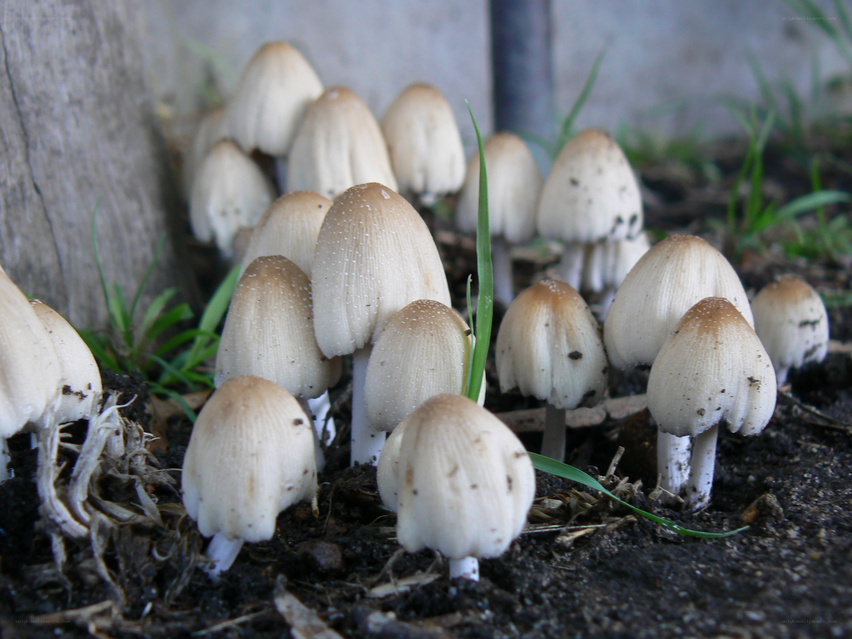 mushrooms growing in soil