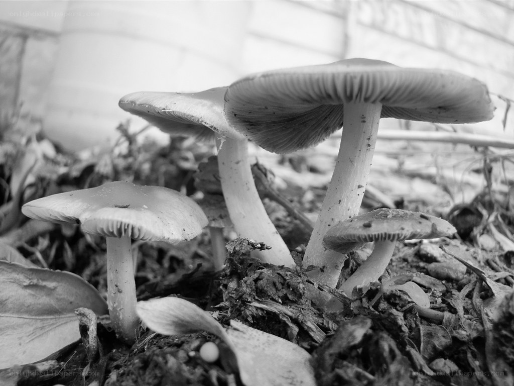 mushrooms growing in soil