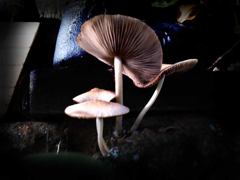Mushrooms Growing in Soil — Brown