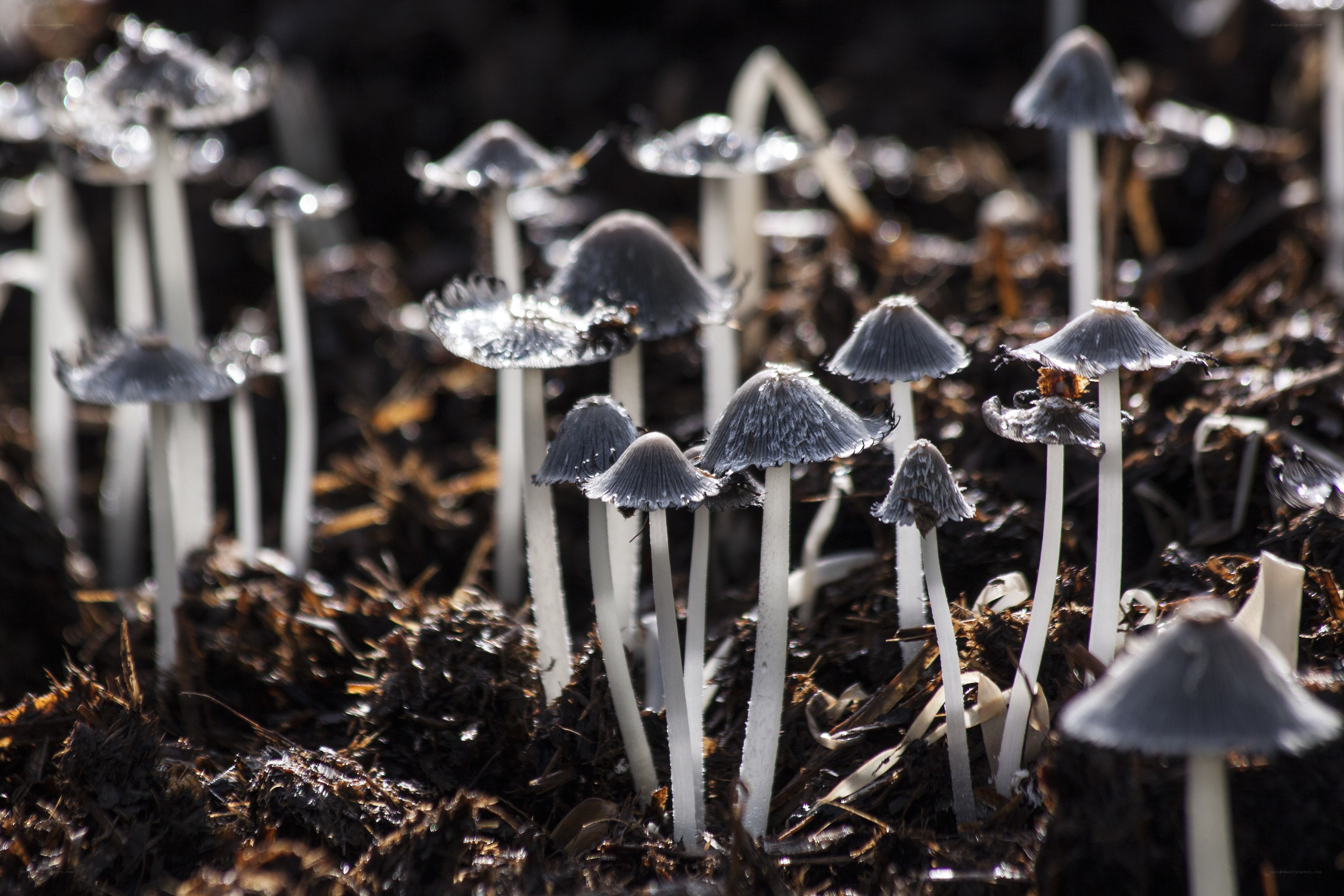 mushrooms growing in soil