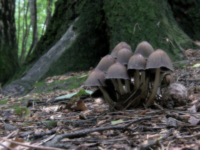 Mushrooms growing near tree