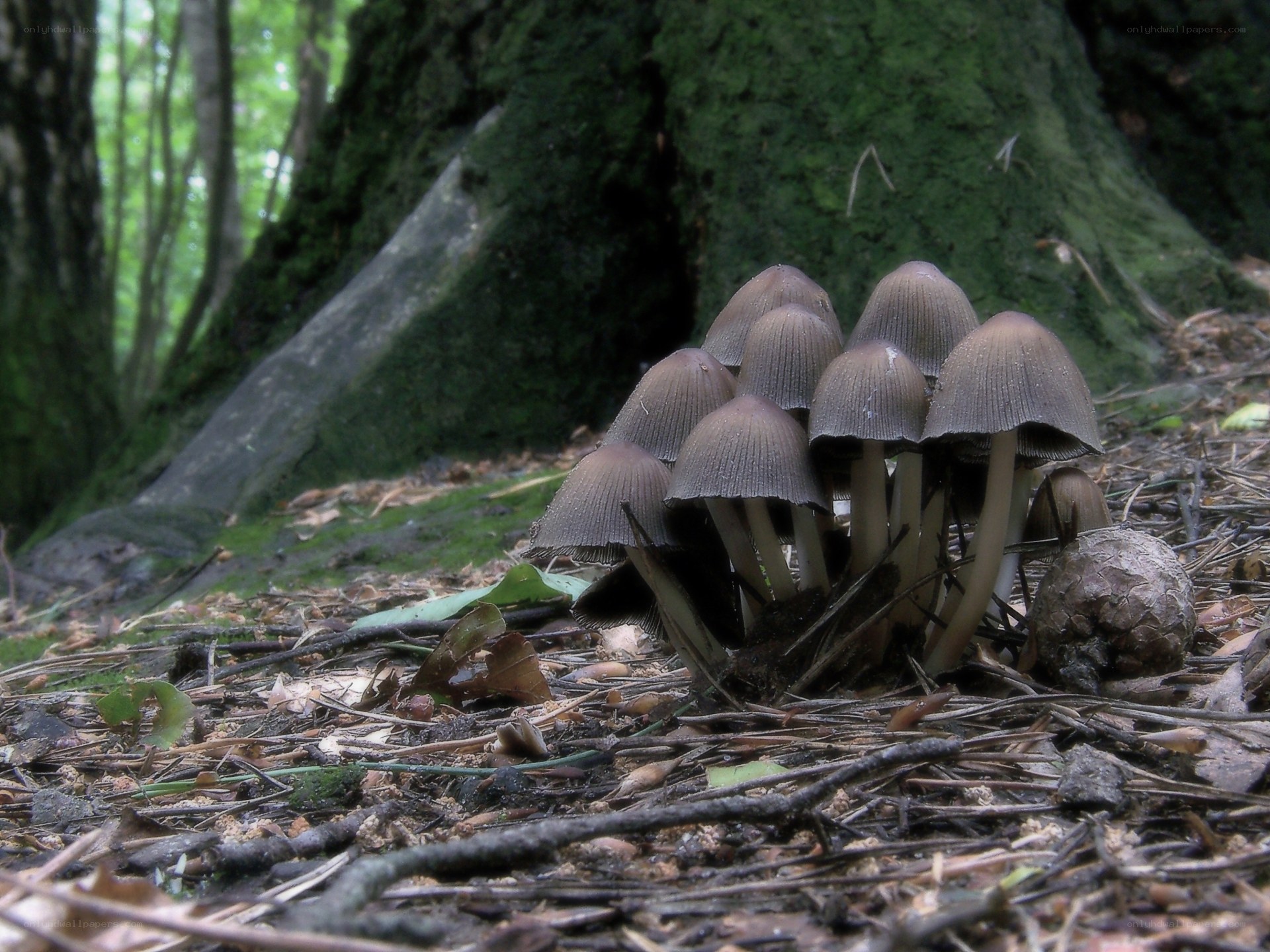 Mushrooms growing near tree