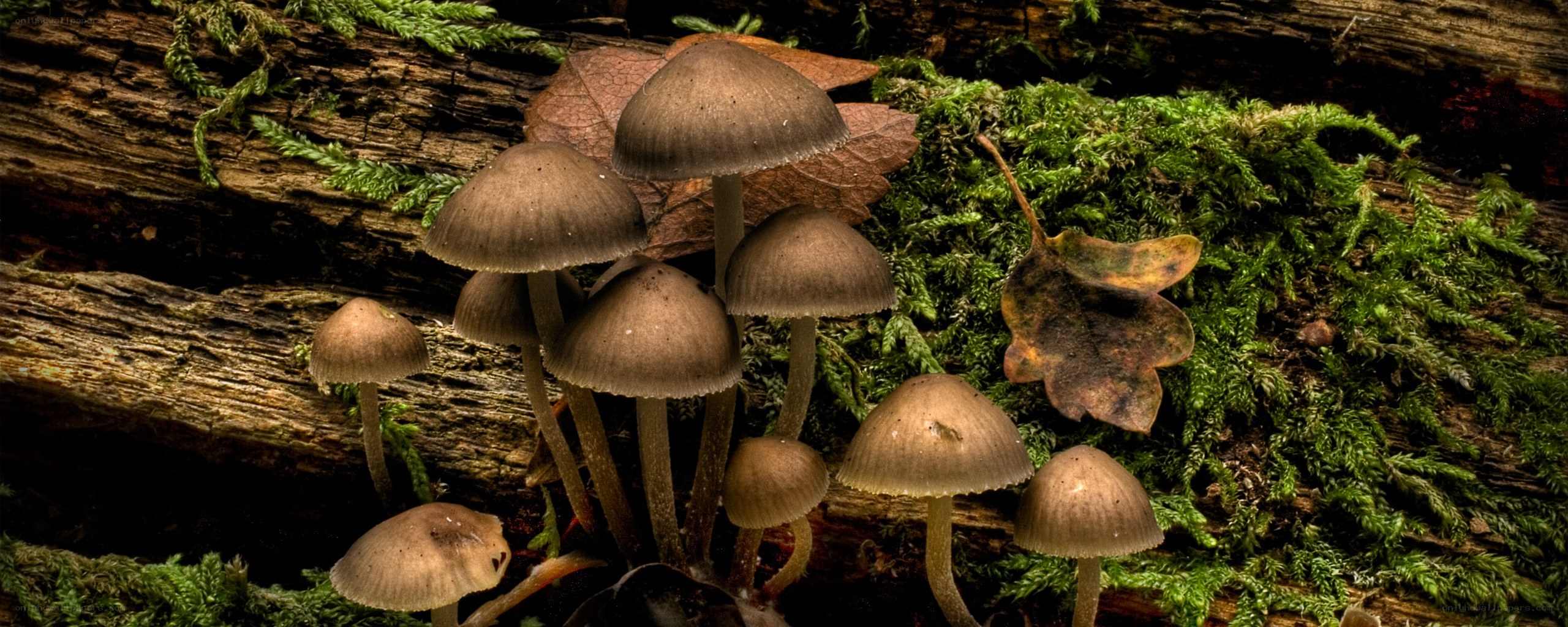 Mushrooms growing on a log