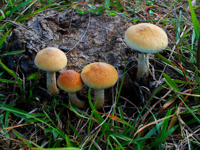 mushrooms growing on a log