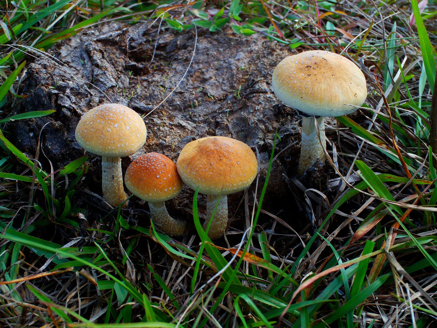 mushrooms growing on a log
