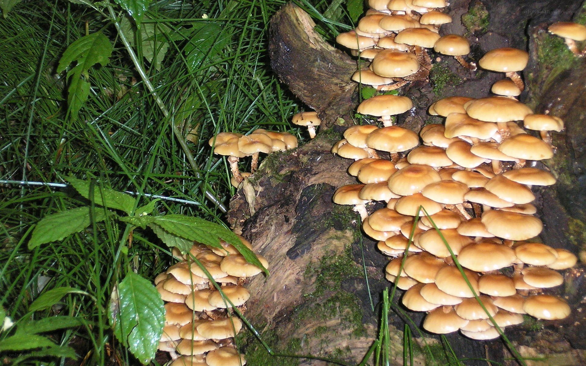 mushrooms growing on a log
