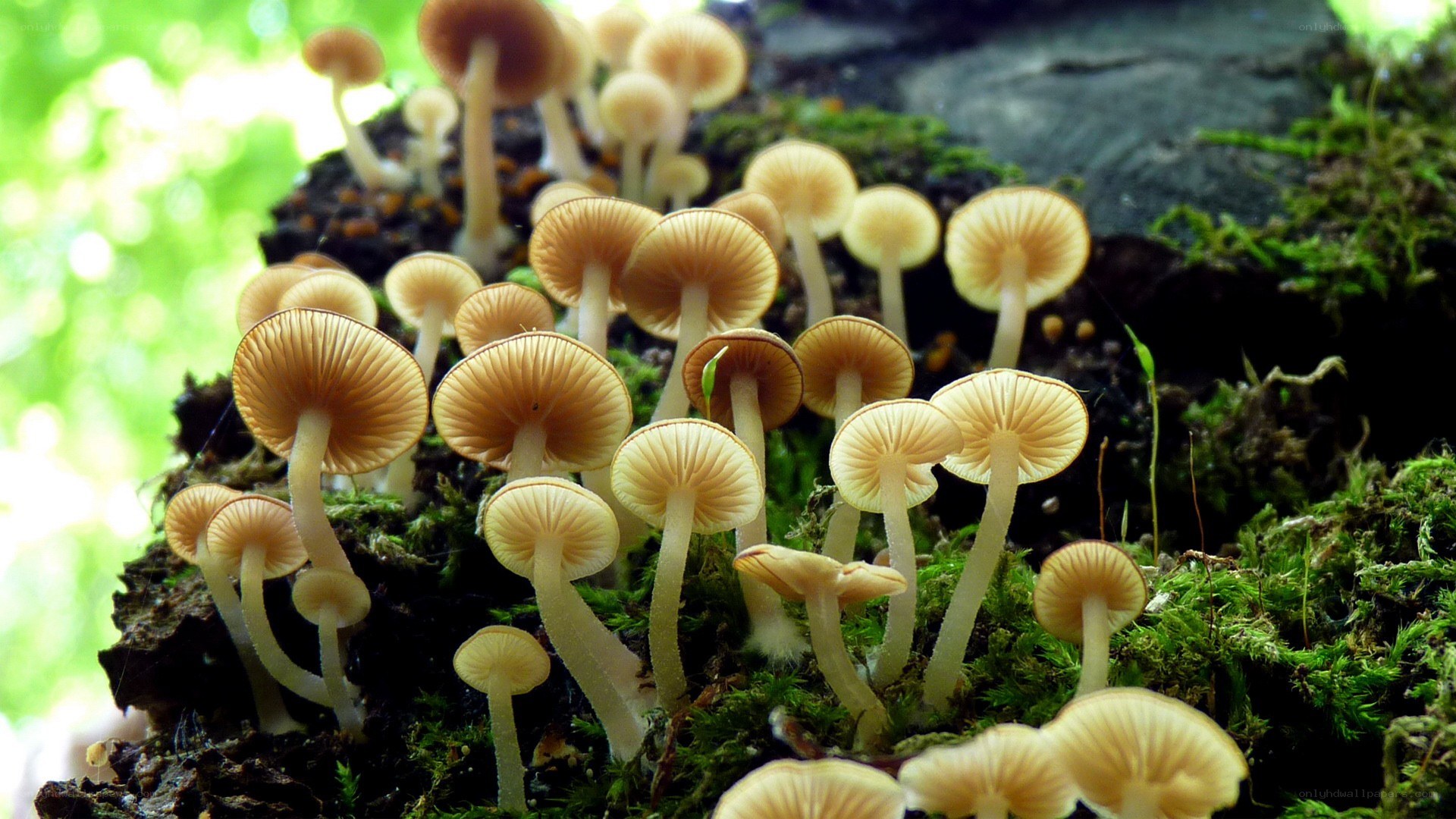 Mushrooms growing on a log