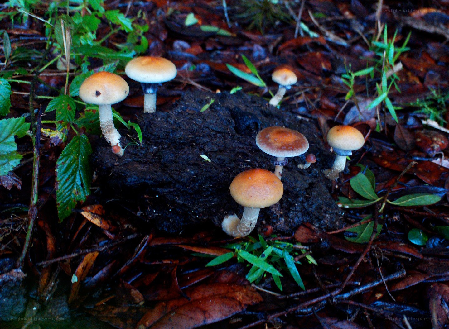Mushrooms growing on a log