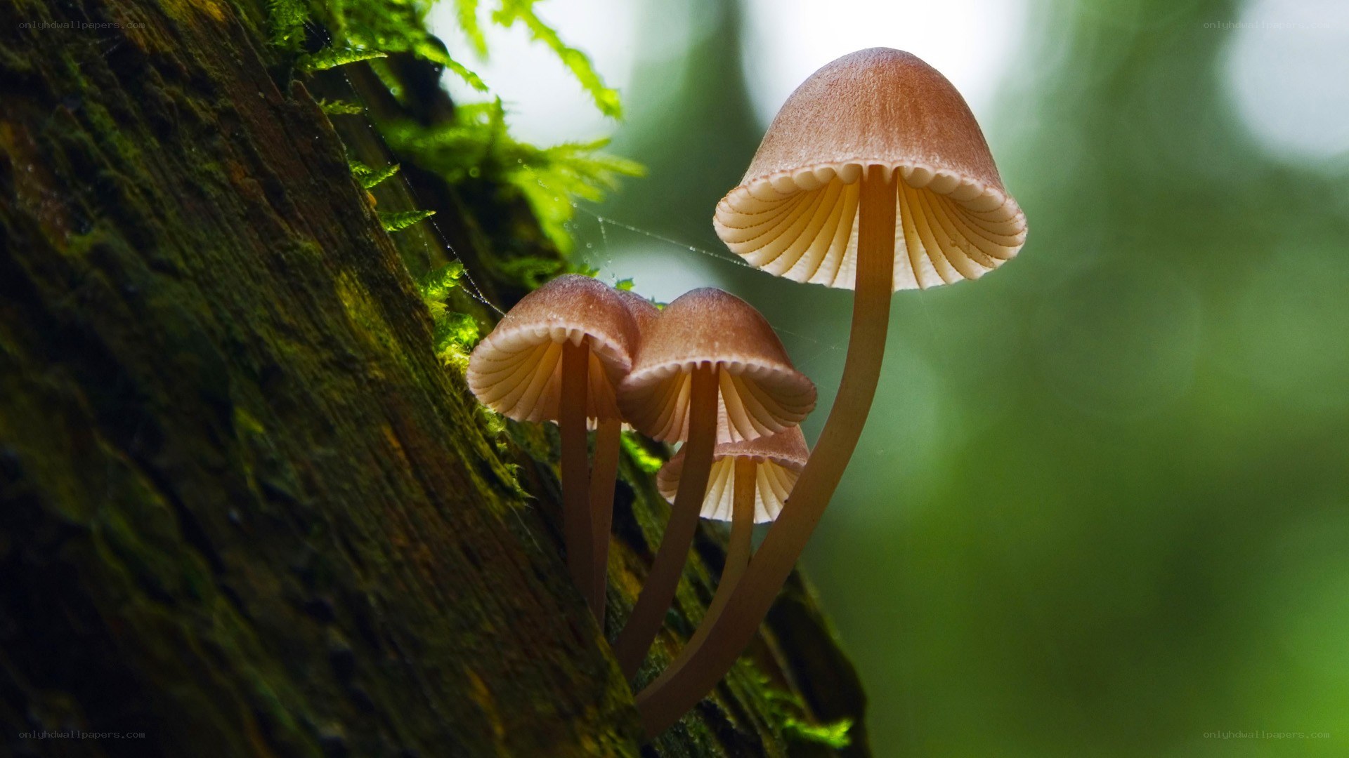 Mushrooms growing on a mossy tree