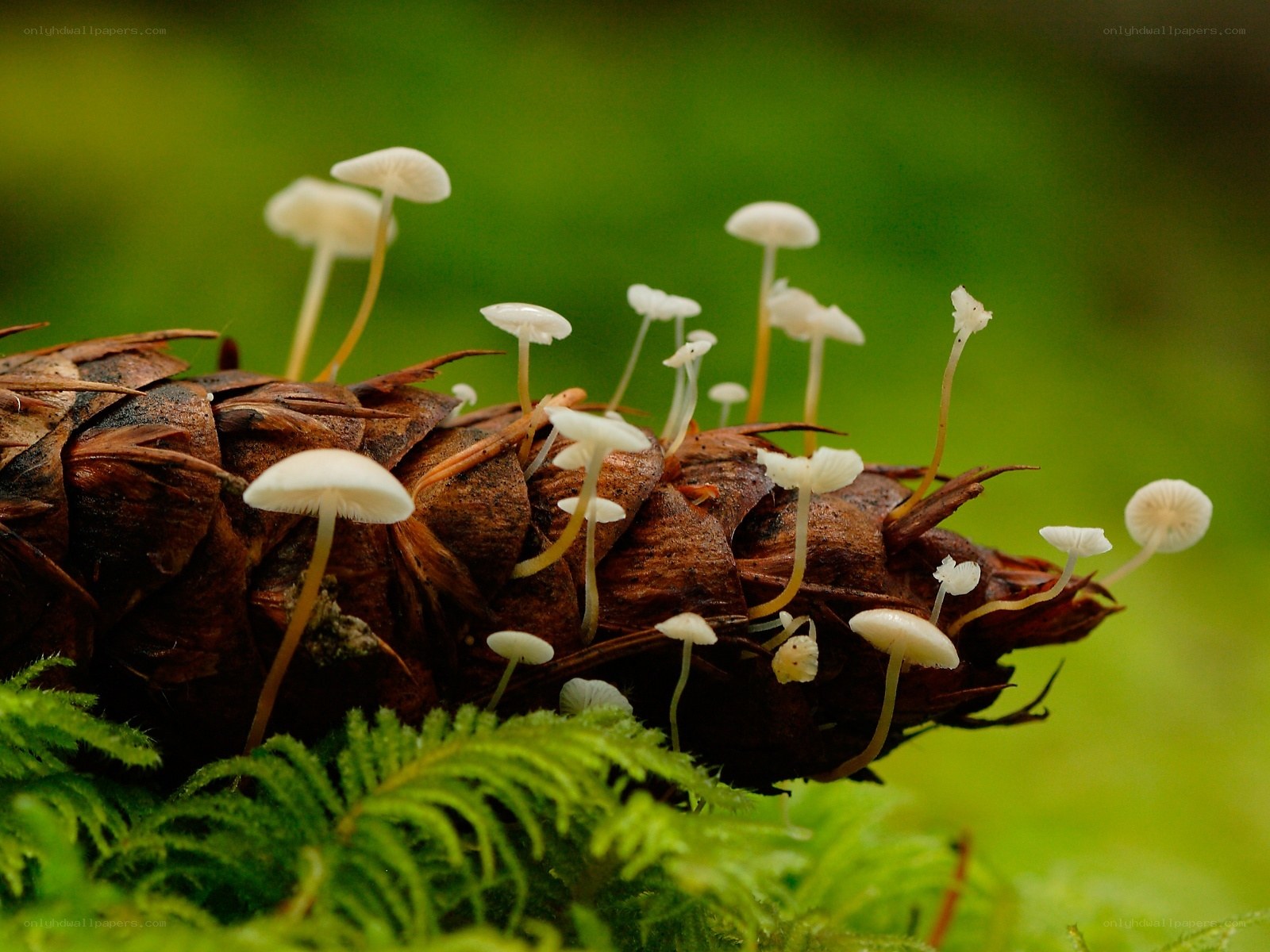 Mushrooms growing on a pinecone