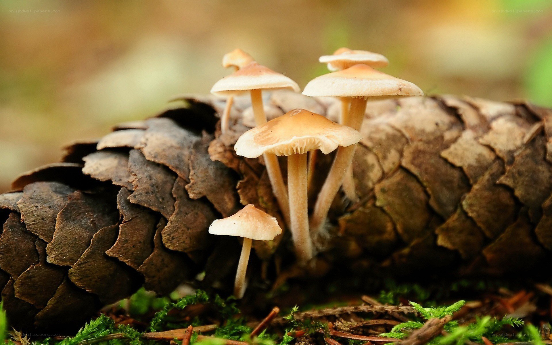 Mushrooms growing on a pinecone
