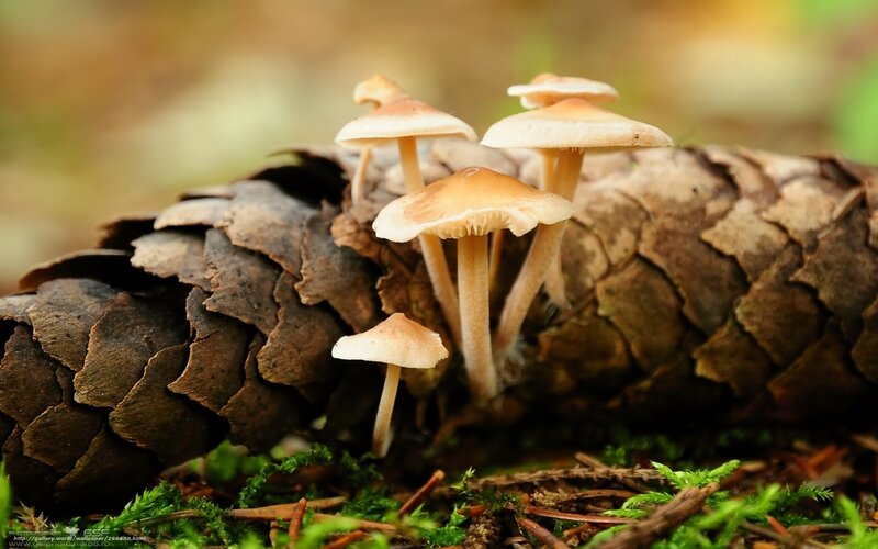 Mushrooms growing on a pinecone