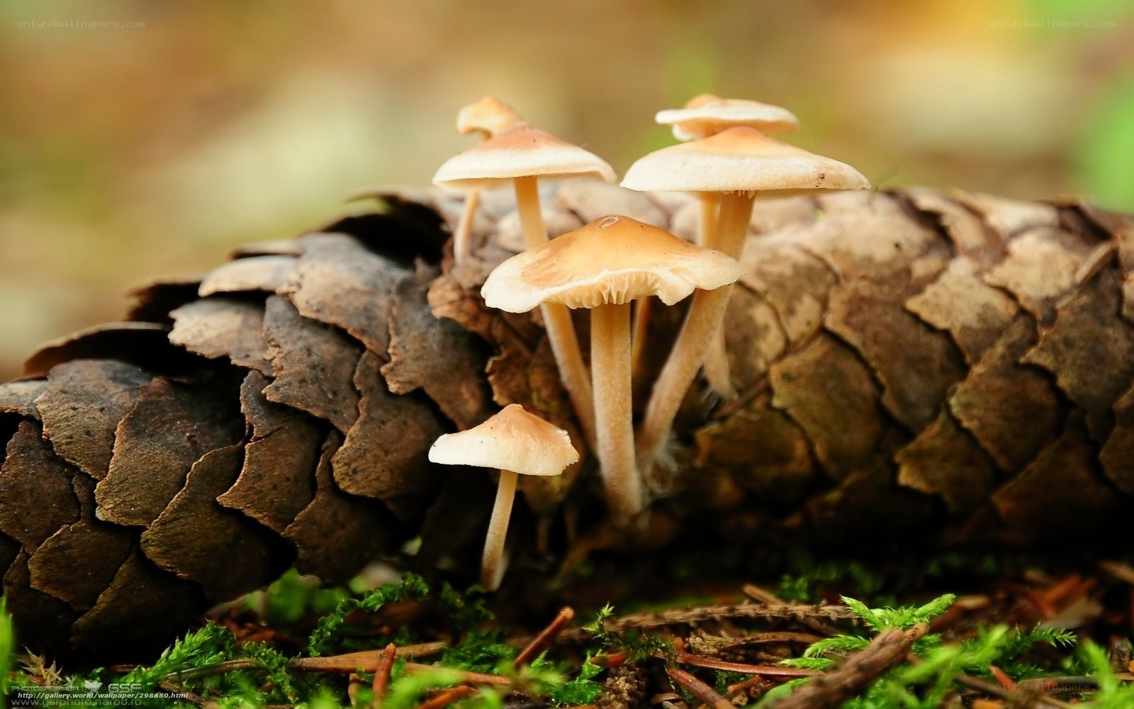 Mushrooms growing on a pinecone
