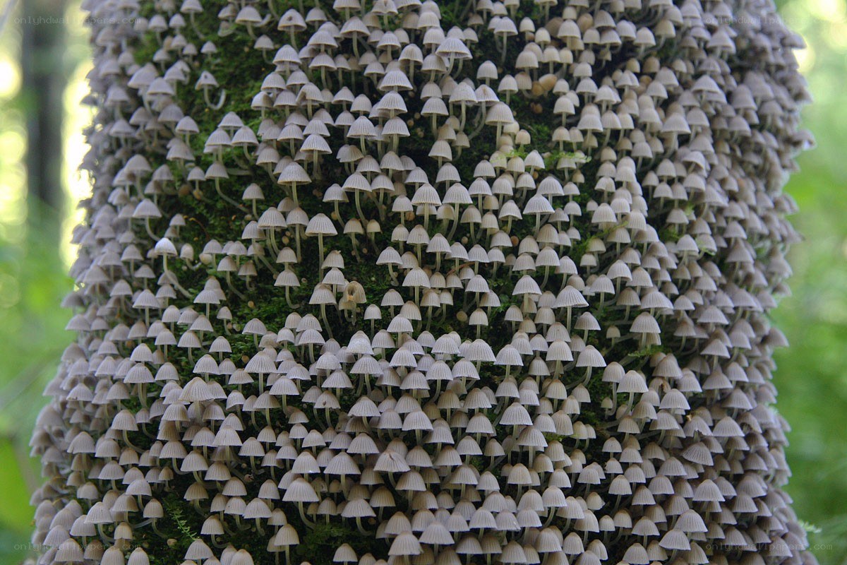 mushrooms growing on a tree