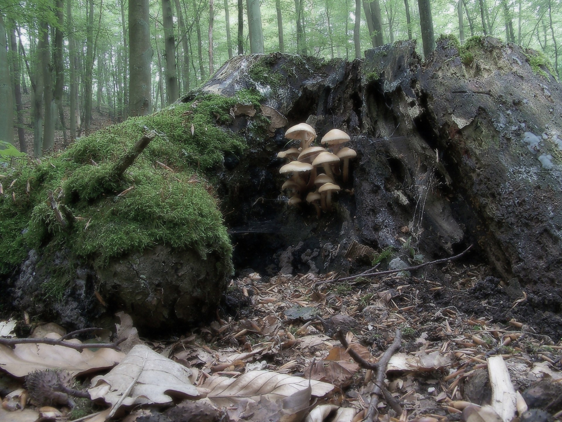 Mushrooms growing on a tree stump