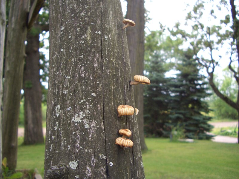 Mushrooms growing on a tree trunk