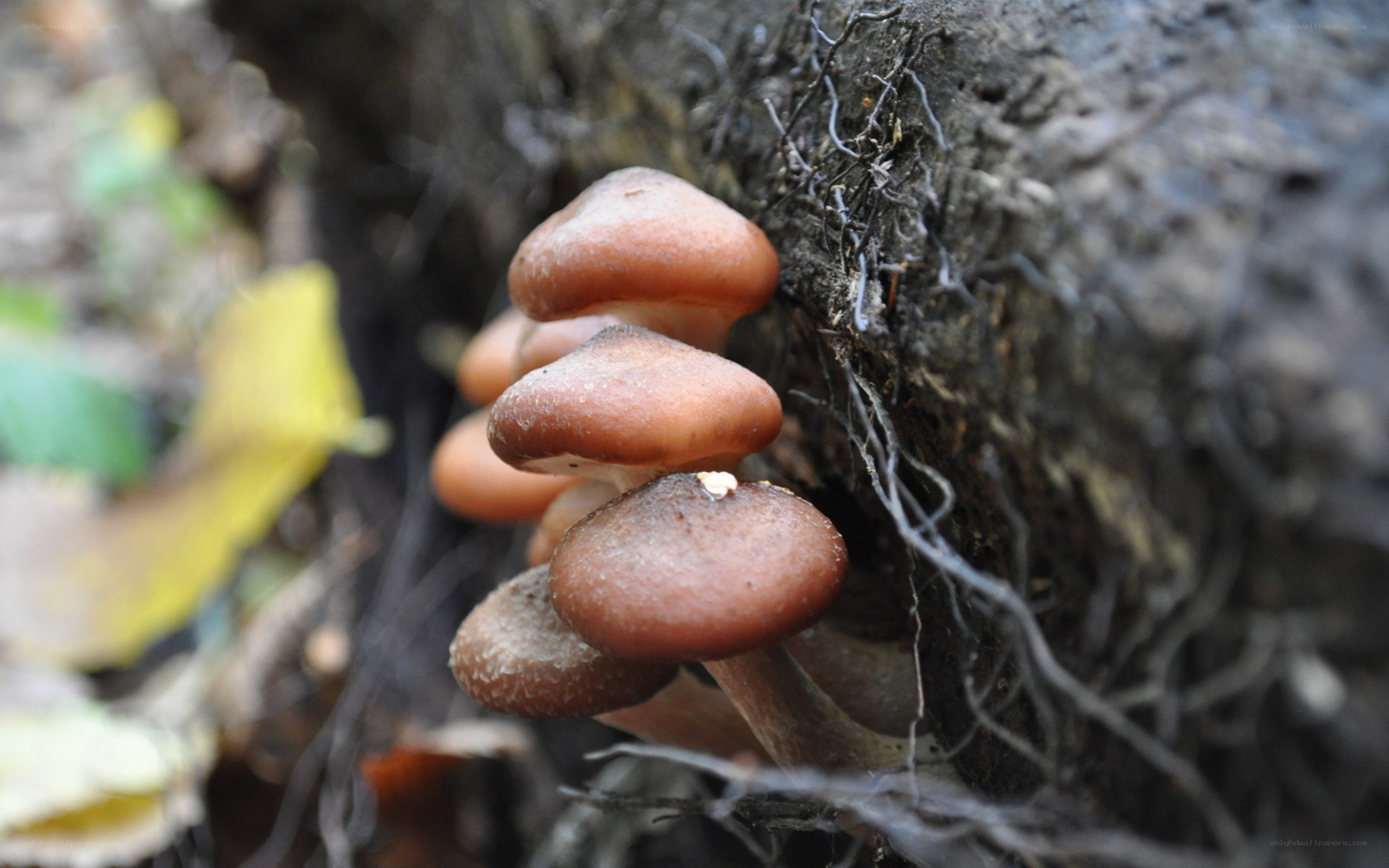 Mushrooms growing on a tree trunk