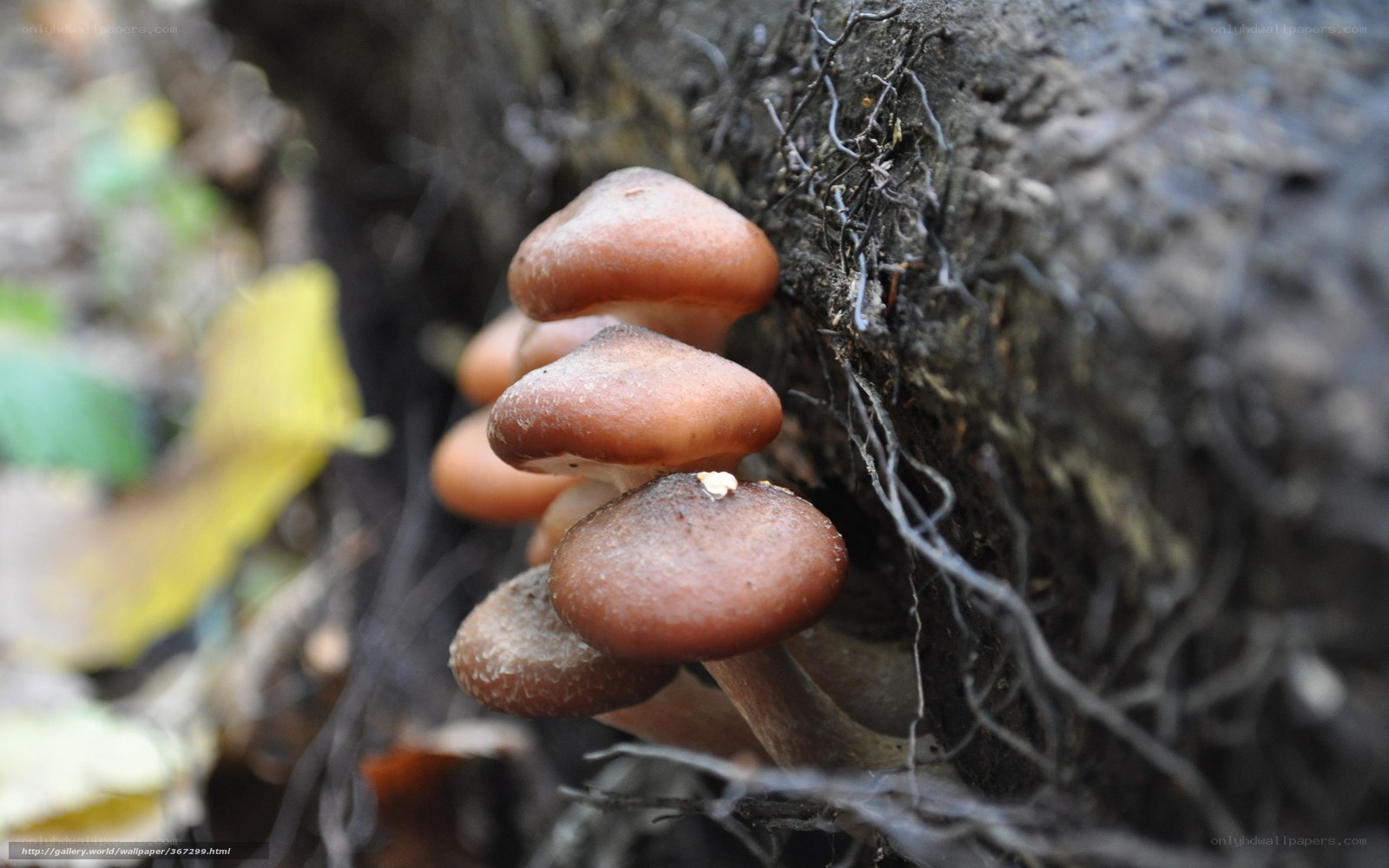 Mushrooms growing on a tree trunk