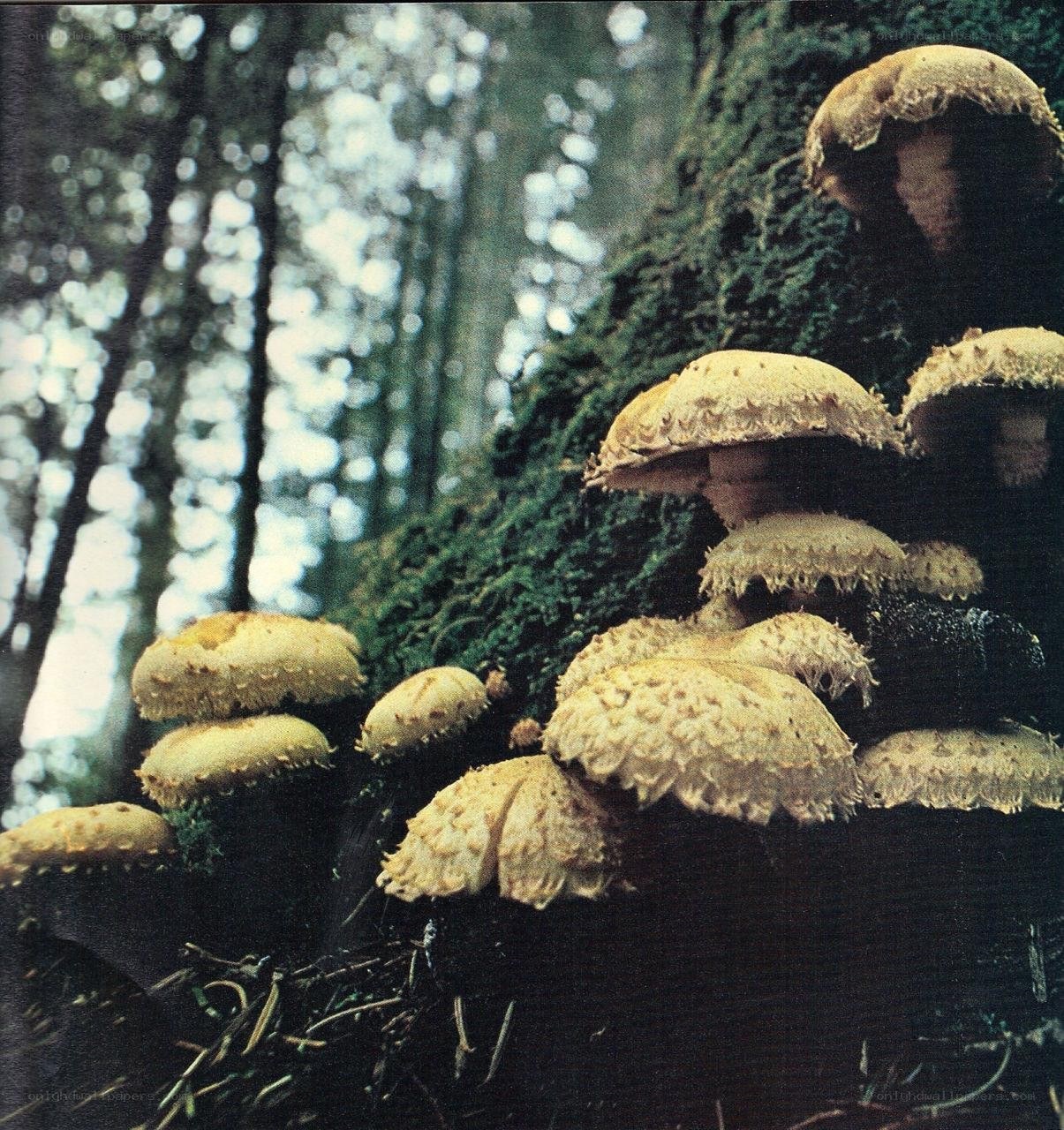 mushrooms growing on a tree