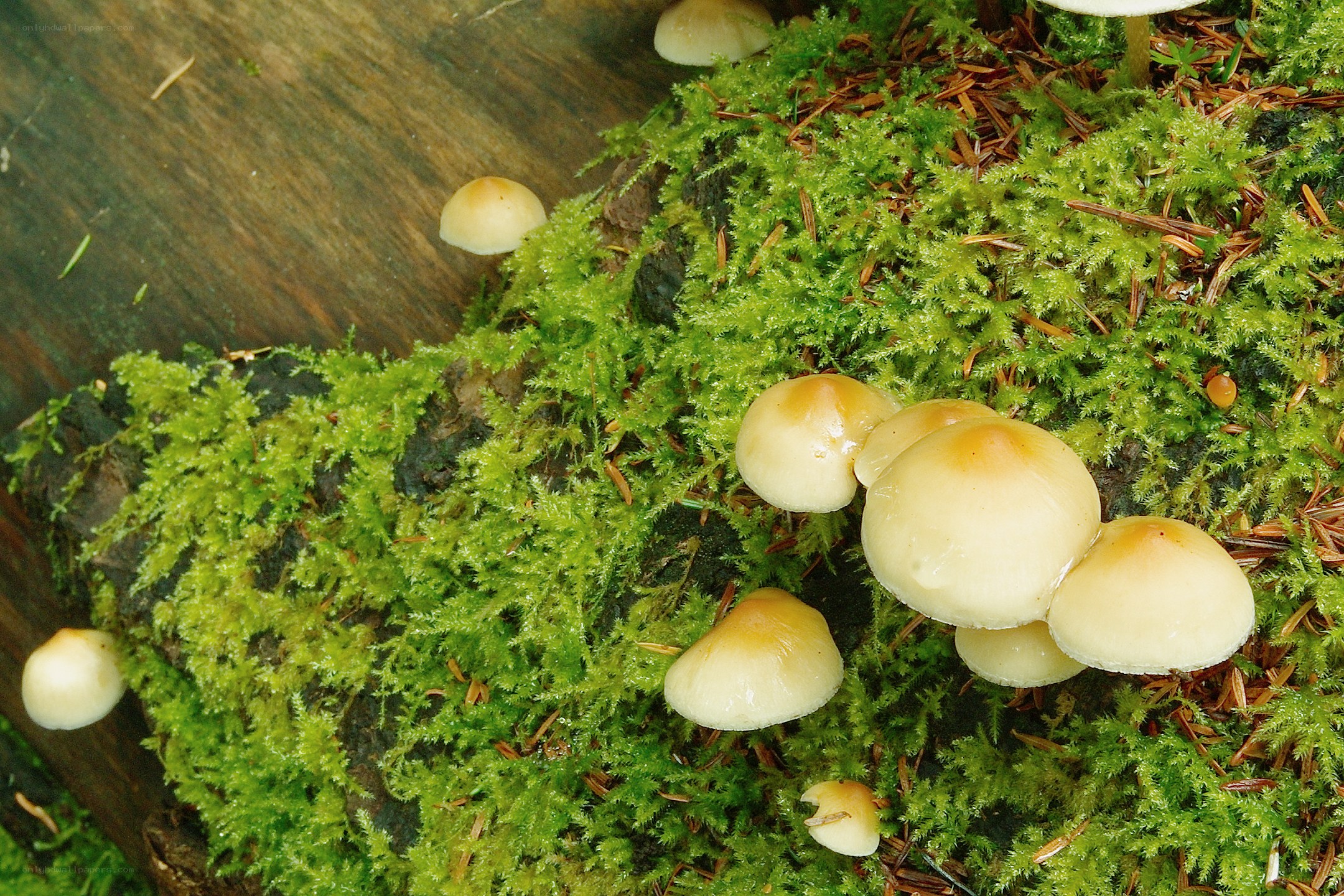 Mushrooms growing on moss