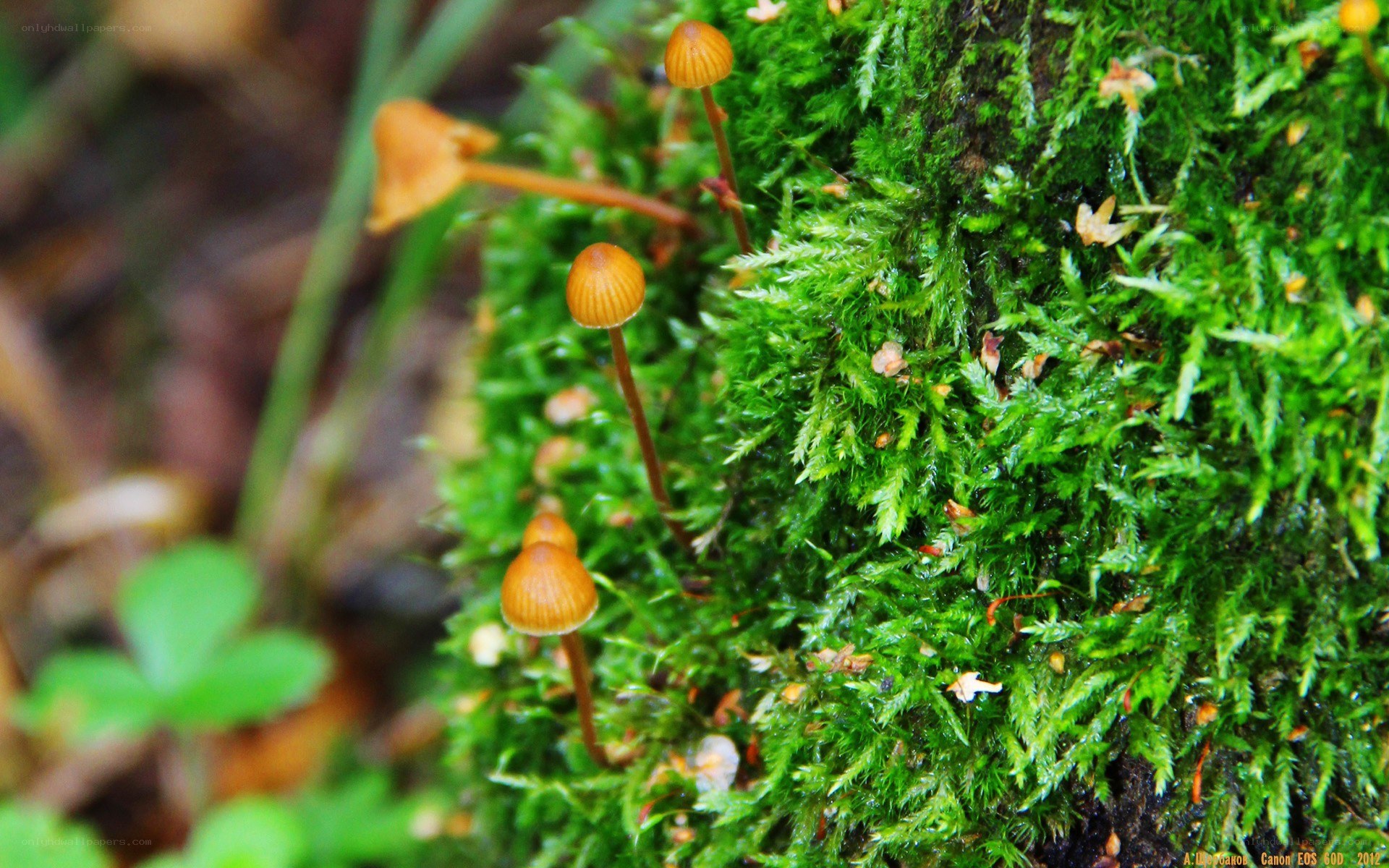 Mushrooms growing on moss