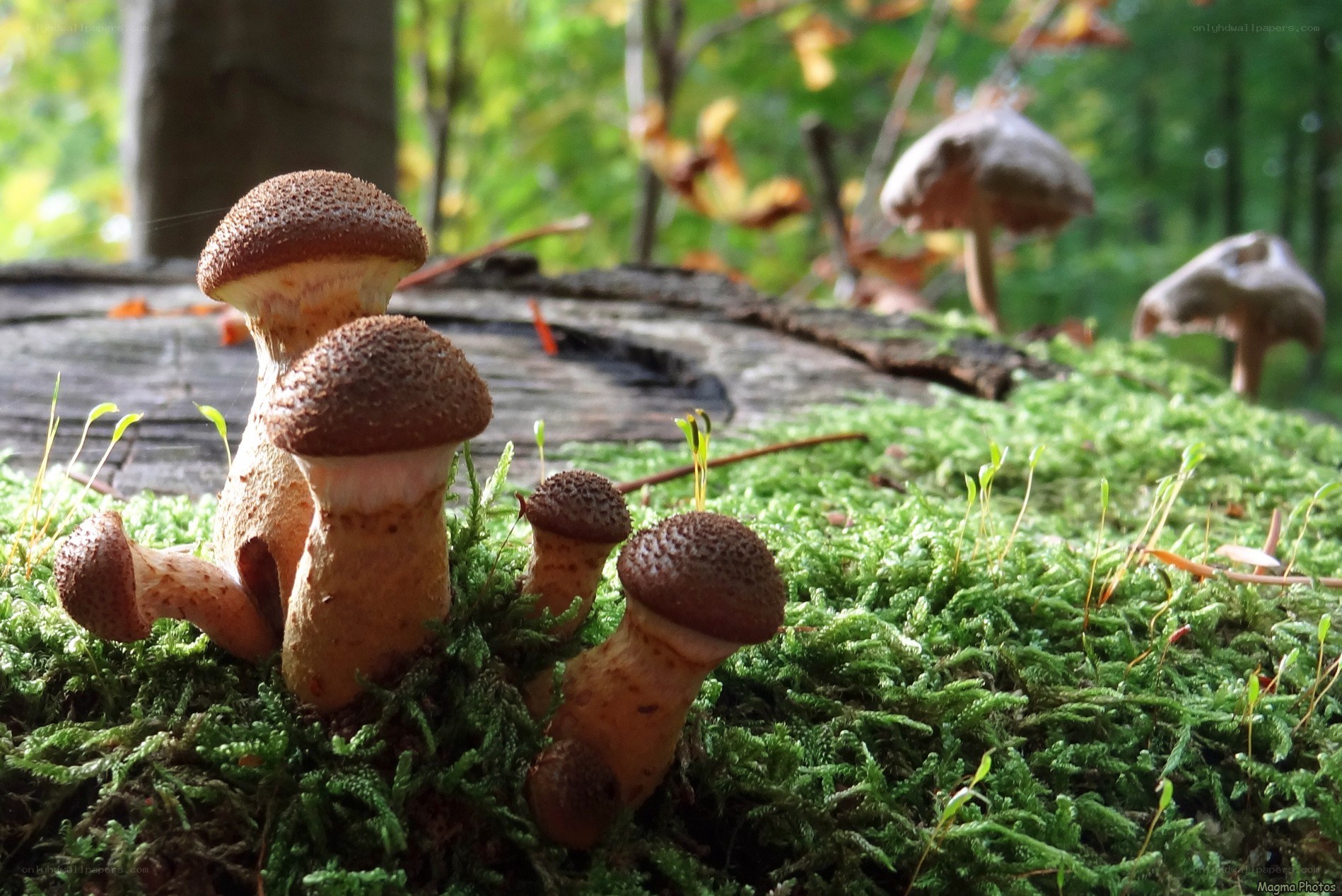 Mushrooms growing on moss