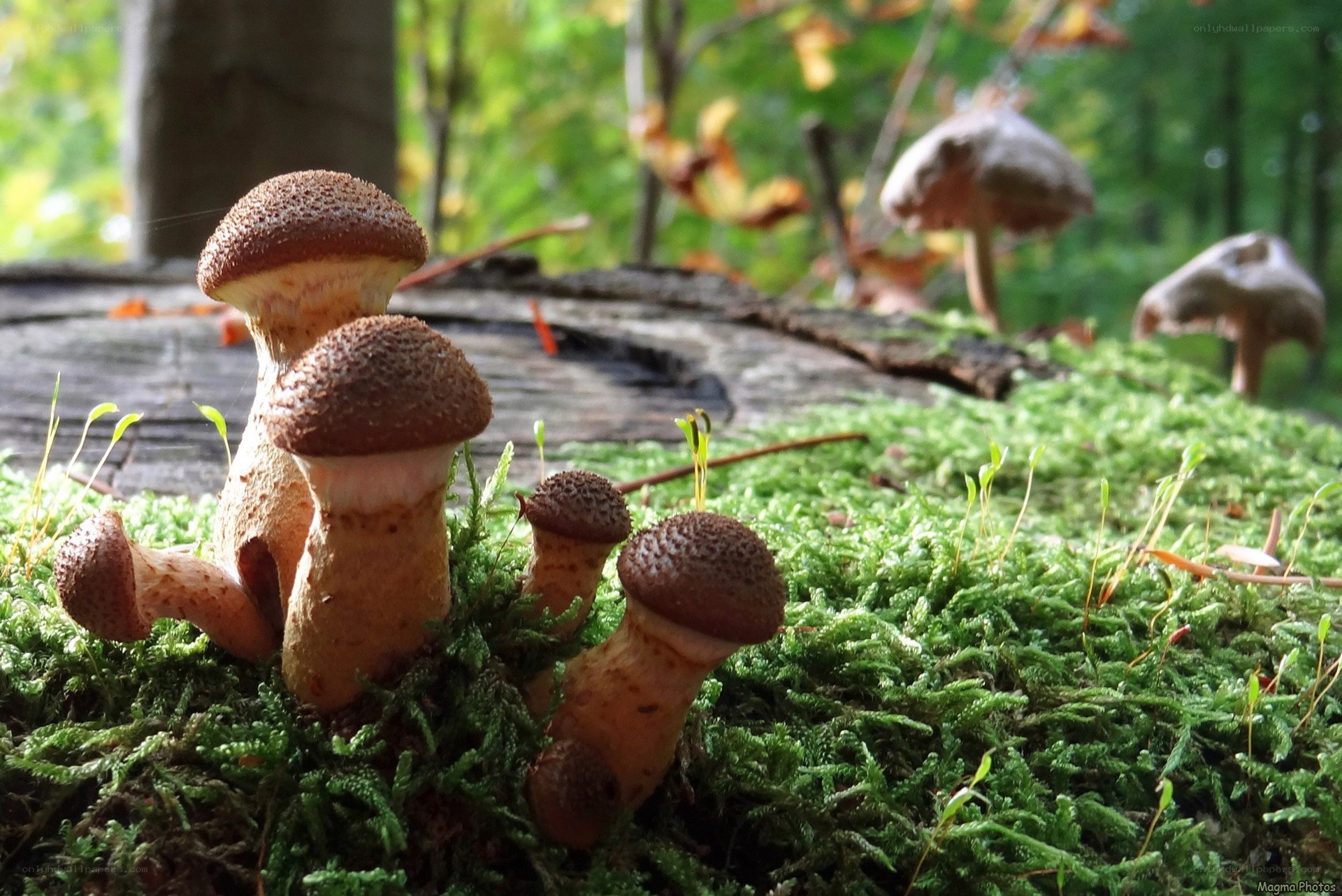 Mushrooms growing on moss