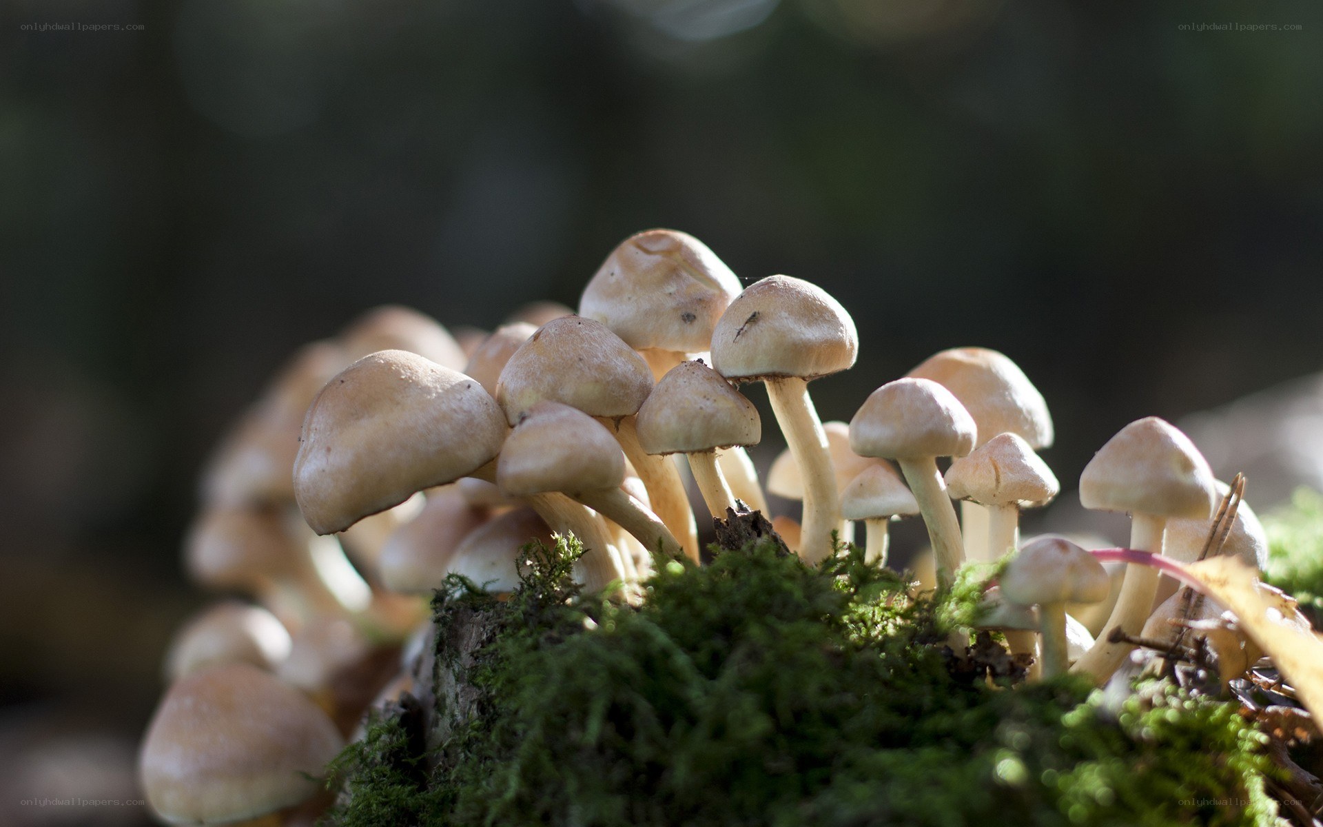 mushrooms growing on moss